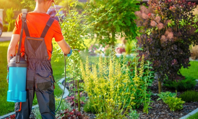 Haşere İlaçlama Ve En Etkili Yöntemler Nelerdir?