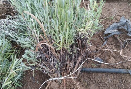 Türkiye’de Lavanta yetiştiriciliği